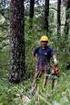 Rentabilidad de las Operaciones Forestales Comunitarias