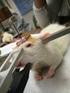 alternativos a la experimentación animal ante las nuevas normativas internacionales