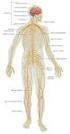SISTEMA NERVIOSO PERIFÉRICO. Está constituido por: los nervios craneales y los nervios raquídeos.