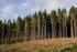 La biomasa forestal: retos y oportunidades