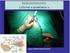 Ileos. Profesor Dr. Anatole L. Bender Cátedra de Cirugía II. U.H.C. nº 4 Facultad de Ciencias Médicas Universidad Nacional de Córdoba