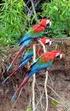 BIRDS DIVERSITY AROUND THE STABILIZATION LAKE OF PUNO