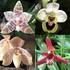 Variación de la comunidad de abejas de las orquídeas (Hymenoptera: Apidae) en tres ambientes perturbados del piedemonte llanero colombiano