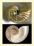 Proporción aurea en la concha del nautilo. Espiral logarítmica o espiral de la proporción aurea