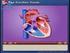 Función Cardiovascular y Ciclo Cardiaco. Cardiovascular. Sistema Cardiovascular. Características del Sistema Cardiovascular