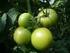 Anatomía y desarrollo de fruto y semilla de Solanum palinacanthum (Solanaceae)