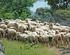 Mercado y estacionalidad de precios del ganado ovino en Aragón. Núm. 222 Año 2010