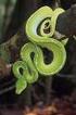 De serpientes y murciélagos: Identidades cambiantes en Calakmul