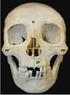 REGIÓN CRANEAL: Cráneo: De anchura media, siendo superior en los machos. Perfil convexo. La anchura del cráneo debe ser igual a su longitud. Visto de