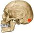 Hueso par, situado en parte lateral del cráneo, entre parietal occipital y esfenoides; 3 segmentos: a).- Escamoso, b).- Petroso c).