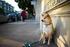 Guía 8 Etapas para Adiestrar a un Perro a no Tirar de la Correa