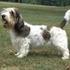 PEQUEÑO BASSET GRIFÓN VENDEANO (Petit Basset Griffon Vendéen)