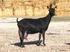 Que es la Asociación Española de Criadores de la Cabra Malagueña?
