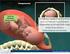 Competencias en el área de Obstetricia. Patología Materno Infantil