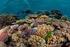 Los arrecifes. coralinos delrefugio Nacional de Vida Silvestre. Gandoca-Manzanillo, Limón, Costa Rica. 27-XI Acep.