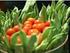 Los precios de las judías verdes y las peras bajan en octubre y el precio de los tomates sube