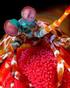 Aspectos poblacionales del camarón mantis (Stomatopoda: Squilla spp) componente de la fauna de acompañamiento del camarón en el Golfo de California.