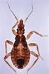 Aspectos del comportamiento de los triatominos (Hemiptera: Reduviidae), vectores de la enfermedad de Chagas