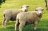 Tecnología de engorde de corderos pesados en condiciones de pastoreo para las regiones ganaderas extensivas del Uruguay: aportes del INIA