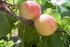 Nuevas variedades de albaricoquero