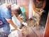 Número de perros y gatos a vacunarse durante la Semana Nacional de Vacunación Antirrábica Canina y Felina Fuente, ver anexo 1