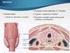Órganos cervicales. Dr. René Letelier F. Universidad de Chile