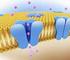 Organización de la membrana celular