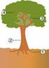 Partes de un árbol: QUE ES UN ÁRBOL?