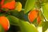 Obtención de mandarinos triploides sin semillas