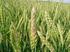 Susceptibilidad de dos cultivares de trigo a tratamientos herbicidas en diferentes estadíos de crecimiento Leaden, M.I* y C.M. Lozano** *Facultad de