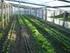Re-diseño, de sistemas de producción hortícolas sostenibles