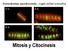 Mitosis y Citocinesis