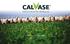 CALVASE FORRAJERAS. Semillas con trazabilidad. Producidas en Uruguay. Adaptadas a nuestro campo.