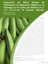 Evaluación de Varios Niveles de Fertilización en Aplicación Edáfica y en Fertiriego en el Cultivo de Plátano (Musa AAB Simmonds). El Carmen. Manabí.