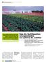 artículo Uso de fertilizantes encapsulados en cultivo de coliflor revista