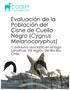 Evaluación de la Población del Cisne de Cuello Negro (Cygnus Melanocoryphus)