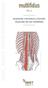 multifidus VOL 2. neuro_muscle interaction techniques anatomía, mecánica y función muscular de los multífidos Henry Gray. Anatomy of the Human Body.