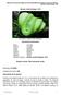 Información taxonómica. viridis Nombre científico: Morelia viridis Schlegel, Nombre común: Pitón arborícola verde.