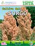 Cultivo del SORGO. AÑO 5, Agosto 2013 Edición No. 10 Tiraje: 3,000