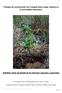 Trabajos de conservación con Frangula alnus subsp. baetica en la Comunidad Valenciana.