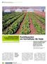 artículo Fertilización en hortalizas de hoja revista