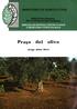 SERVICIO DE DEFENSA CONTRA PLAGAS E INSPECCION FITOPATOLOGICA. Prays del olivo. Prays oleae Bern.