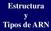 Estructura Tipos de ARN