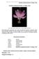 Método de Evaluación Rápida de Invasividad (MERI) para especies exóticas en México Passiflora mollissima (Kunth) L.H. Bailey, 1916