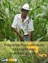 Pequeños Productores de Granos Básicos en América Central Primer informe