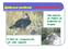 Águila. azor perdicera. Hieraaetus fasciatus. Una especie en Peligro de. Aragón. El Plan de resuperación de esta especie