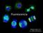 Fluorescencia. Biología celular 2017 Dra. Melisa Monteleone