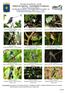 Ensifera ensifera Sword-billed Hummingbird - Colibrí Pico-Espada. Phaethornis syrmatophorus Tawny-bellied Hermit, Ermitaño de Vientre Leonado