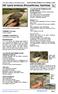 300 Sylvia hortensis (Passeriformes, Sylviidae)