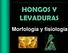 HONGOS Y LEVADURAS. Morfología y fisiología